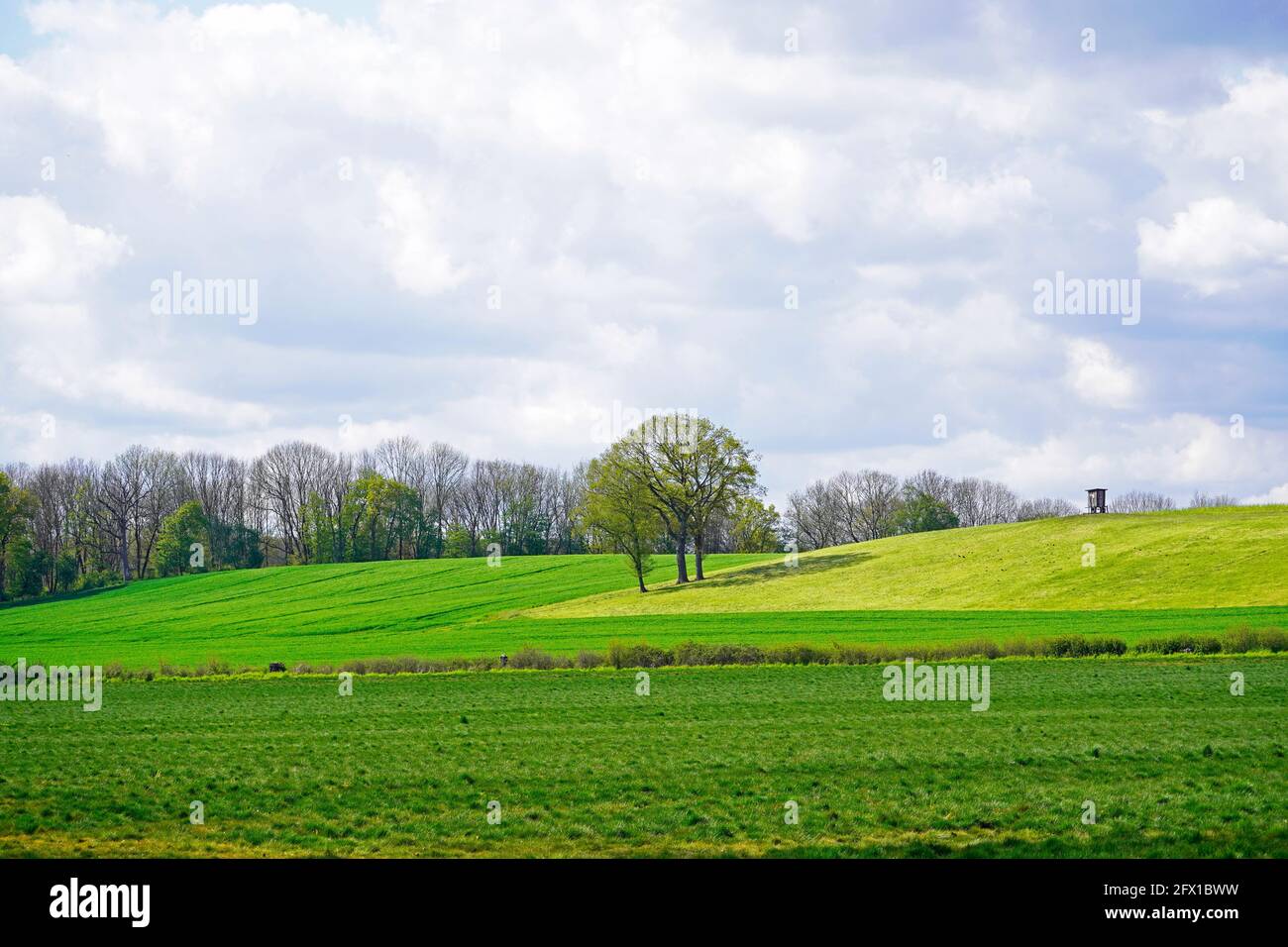 Landscape with green fields near Ahlen, Dolberg. Nature in spring with