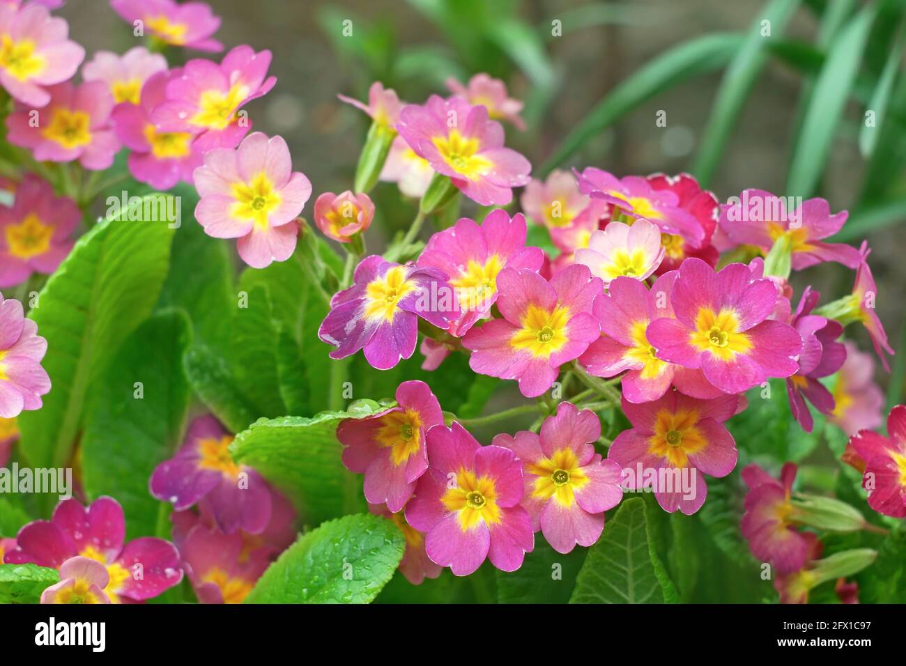 Pink and yellow primula plants  with water drops after the rain flowering on flower bed in springtime Stock Photo
