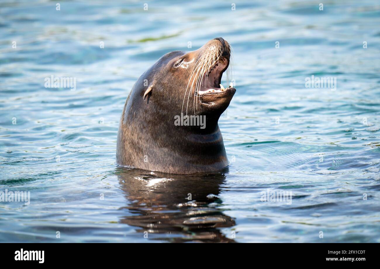 Yorkshire wildlife park may 2021 hi-res stock photography and images ...