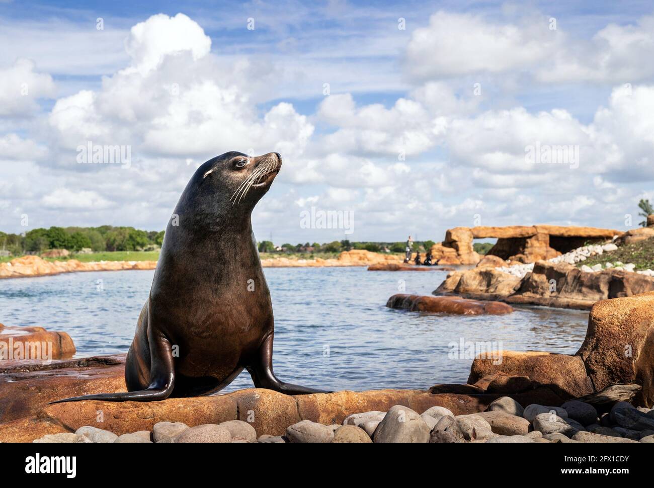 Yorkshire wildlife park may 2021 hi-res stock photography and images ...