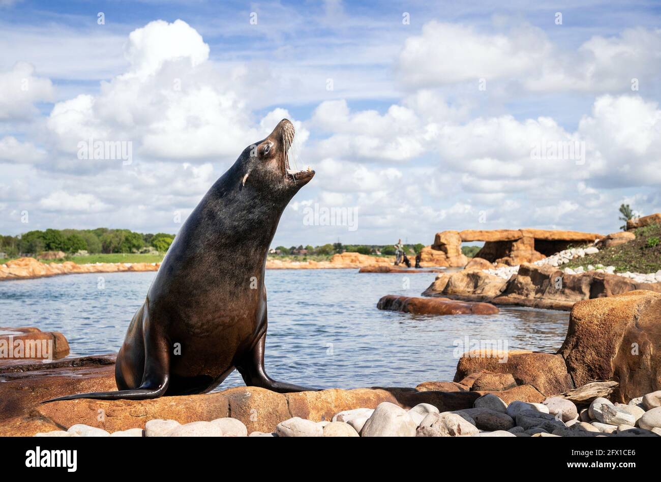 Yorkshire wildlife park may 2021 hi-res stock photography and images ...
