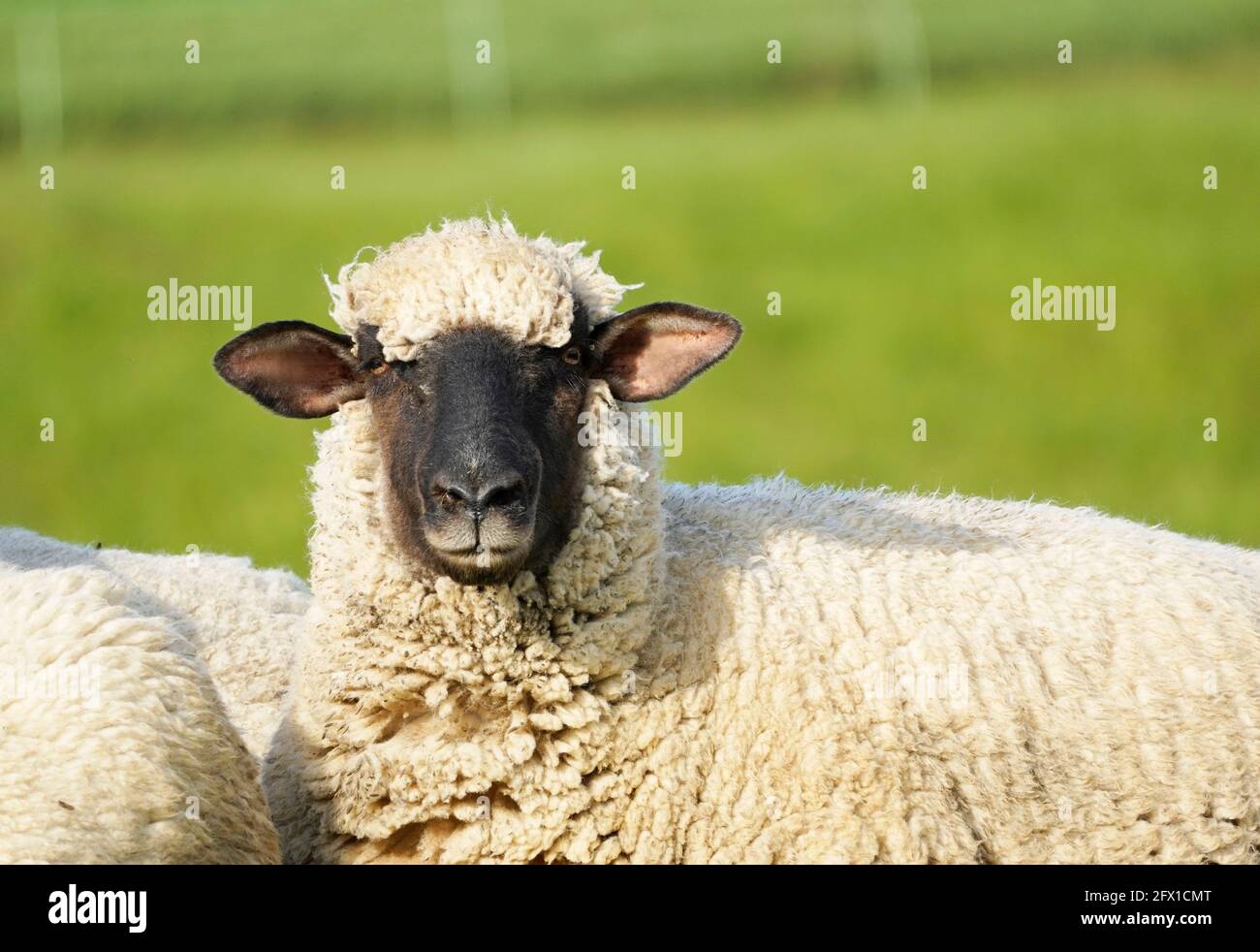 Sheep on a green meadow. Grazing animal with light wool. Stock Photo