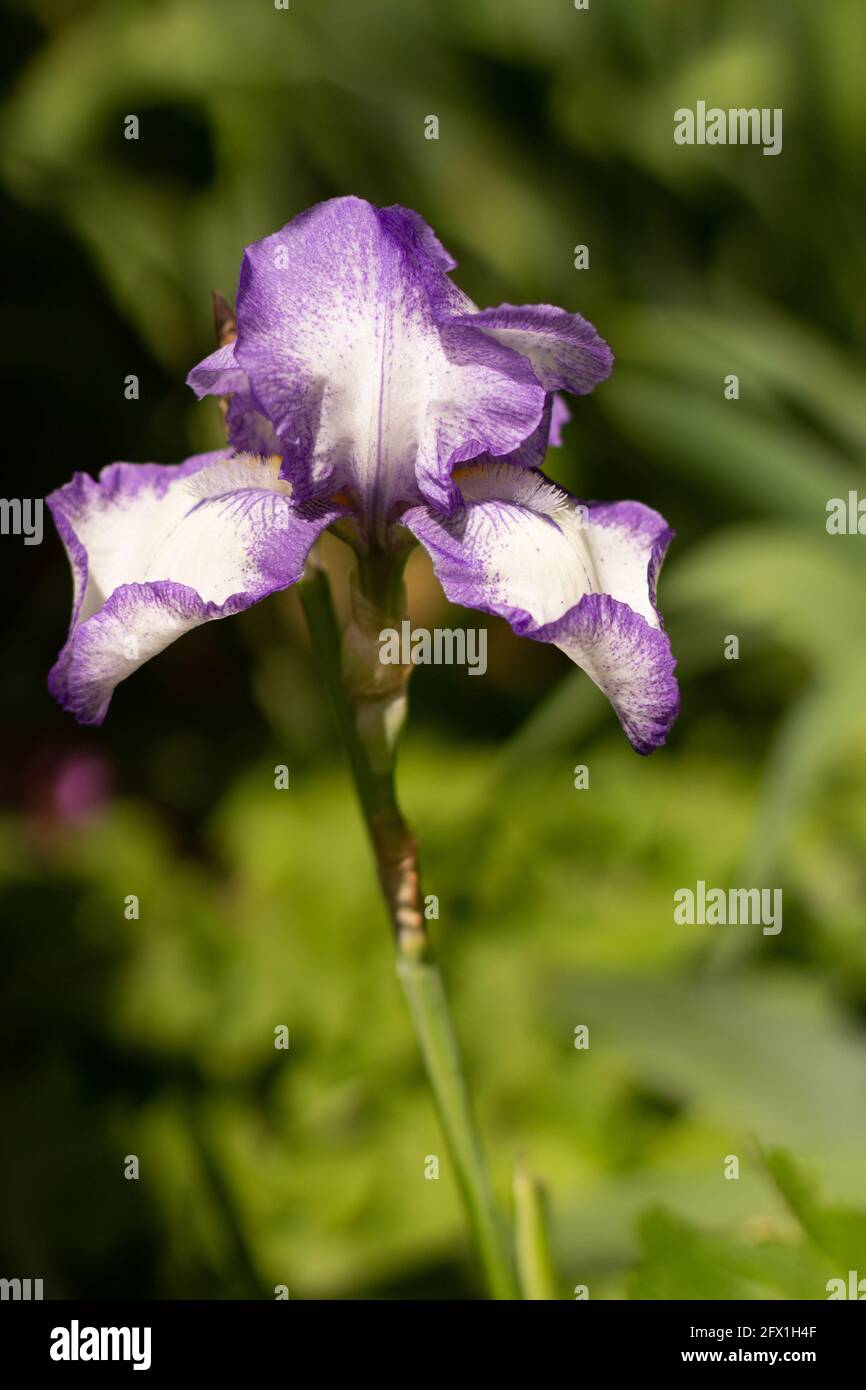 Blooming Iris flower close-up photo. Garden flowers. Stock Photo