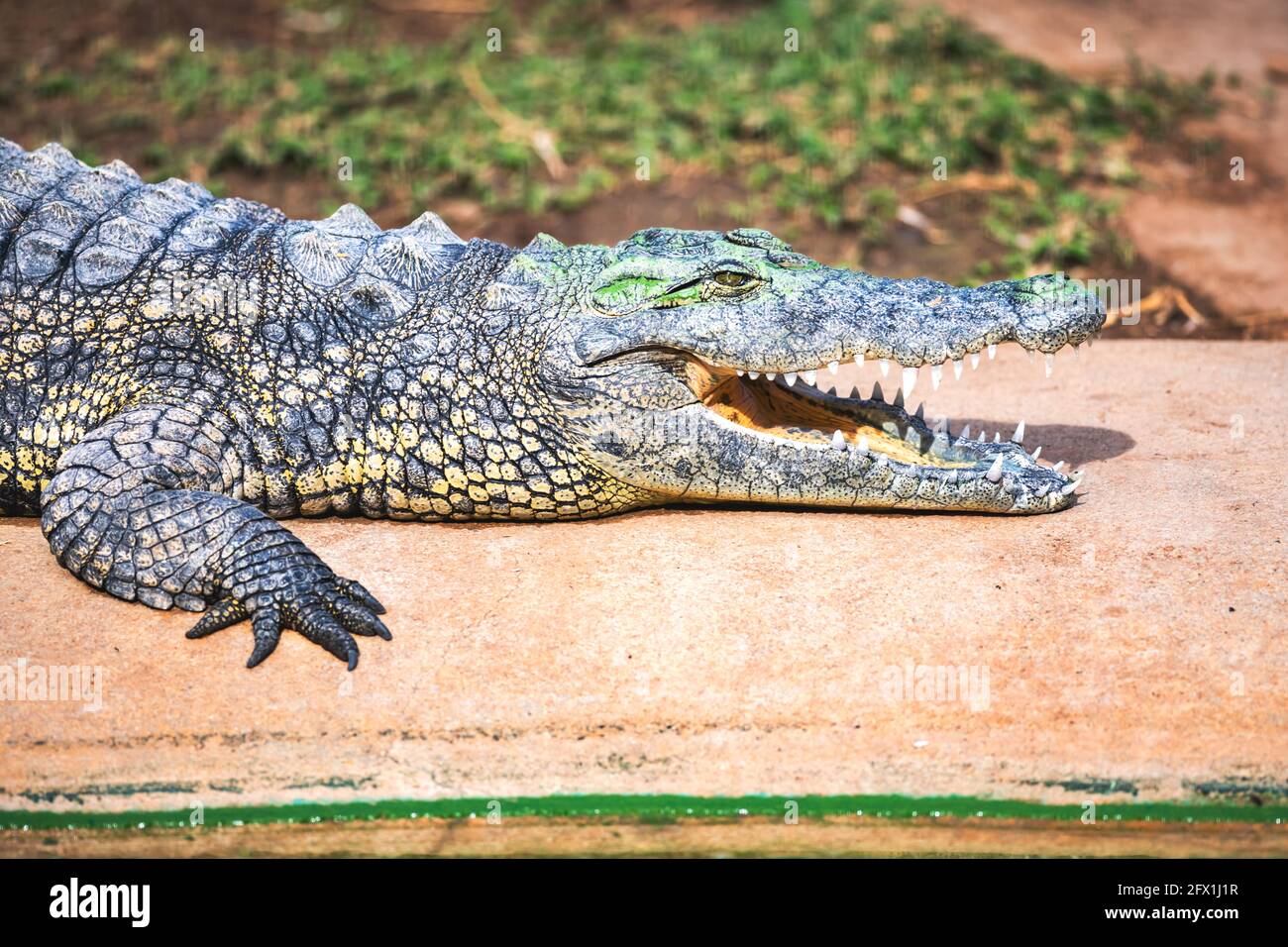 Big african alligator crocodile with open mouth on crocodile farm in Namibia, Africa. Wildlife photography Stock Photo