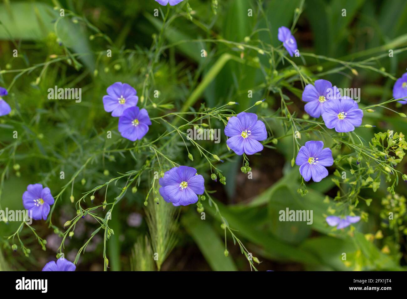 Agriculture flax hi-res stock photography and images - Alamy