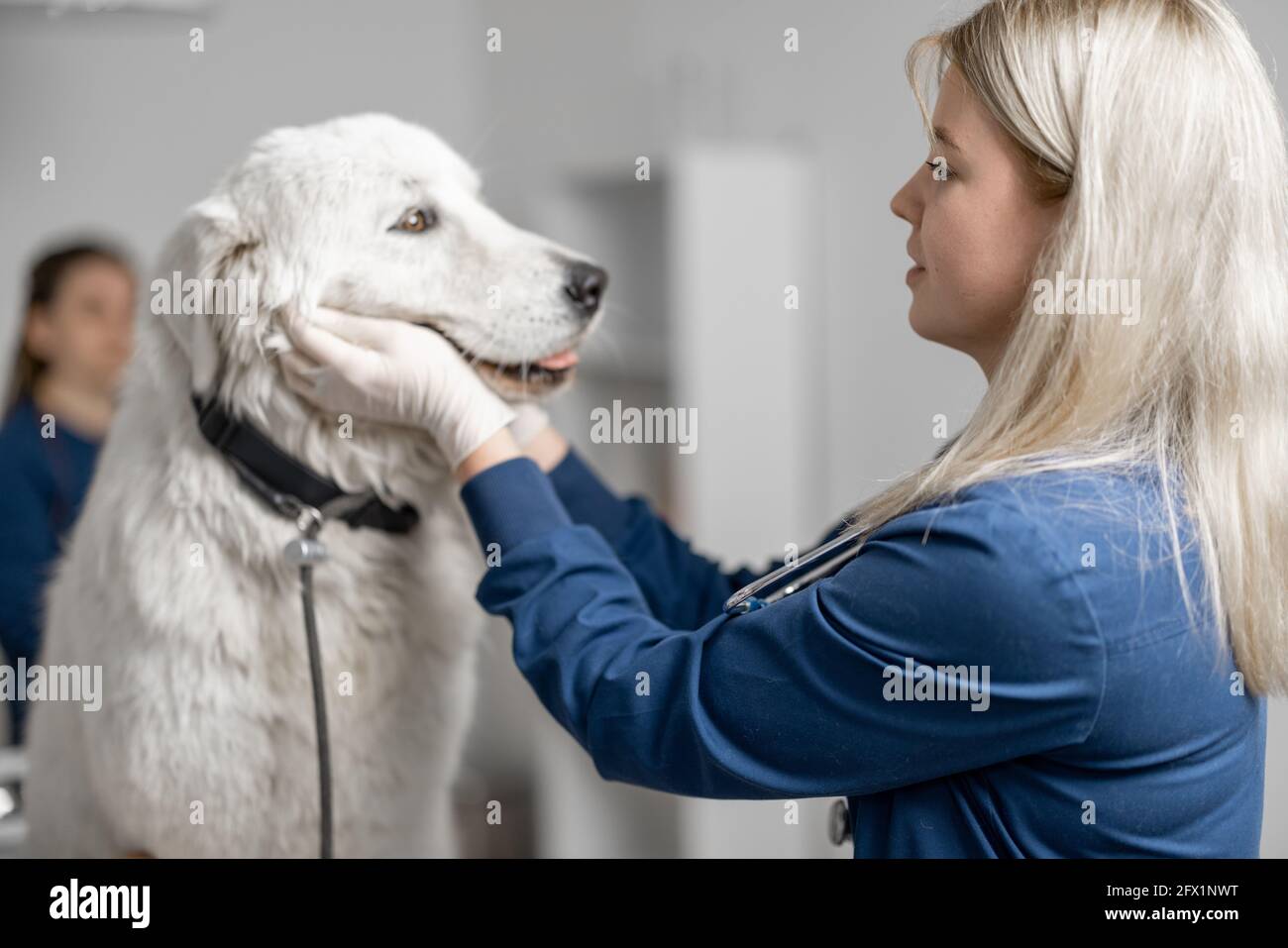 Female doctor makes an inspection of the pet while holding the dog's snout with hands. Pet care and check up. Visit to the veterinarian.  Stock Photo