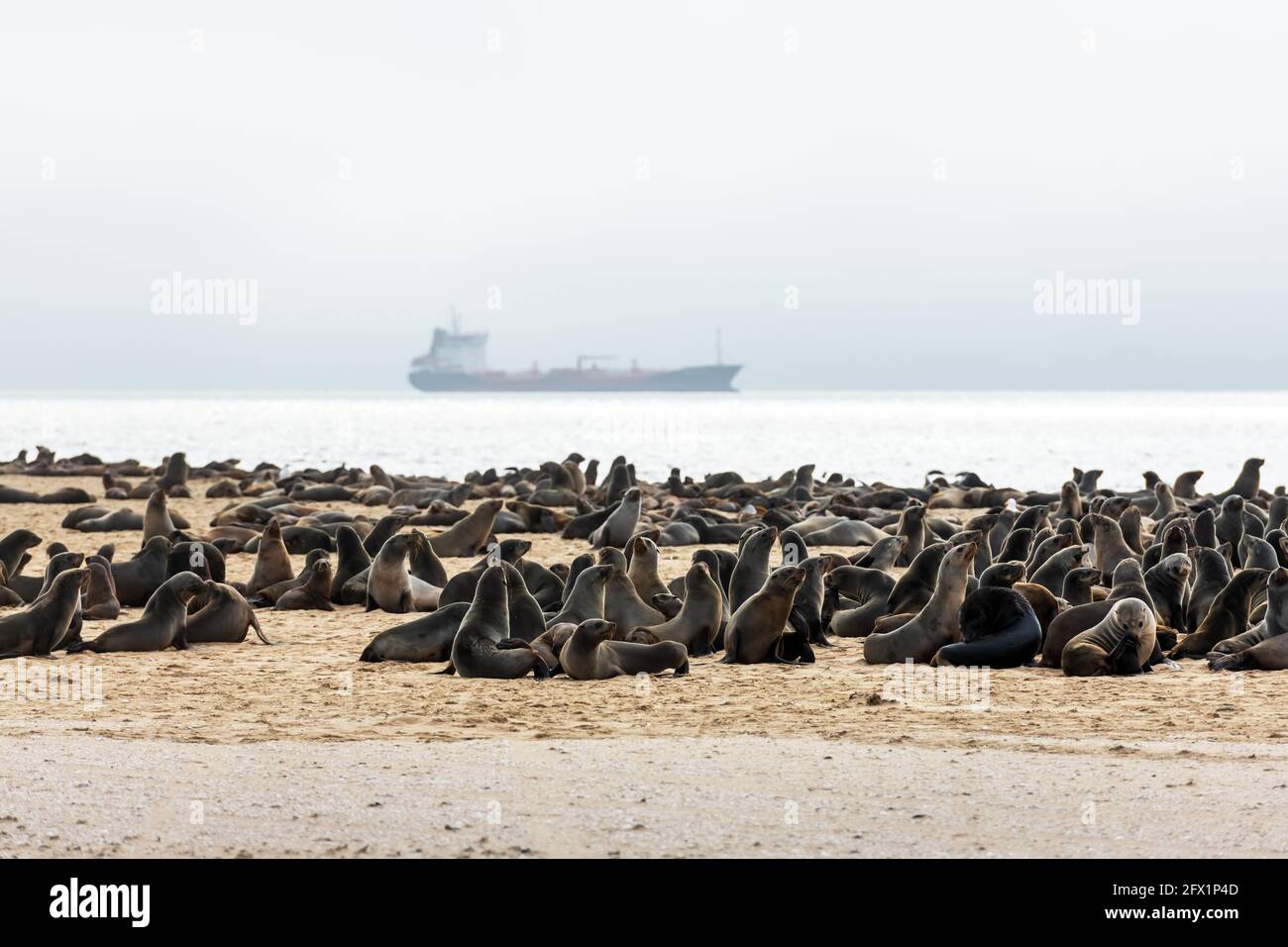 Fur seal colony enjoy the heat of the sun at the Walvis Bay near Swacopmund in Namibia, Africa. Wildlife photography Stock Photo