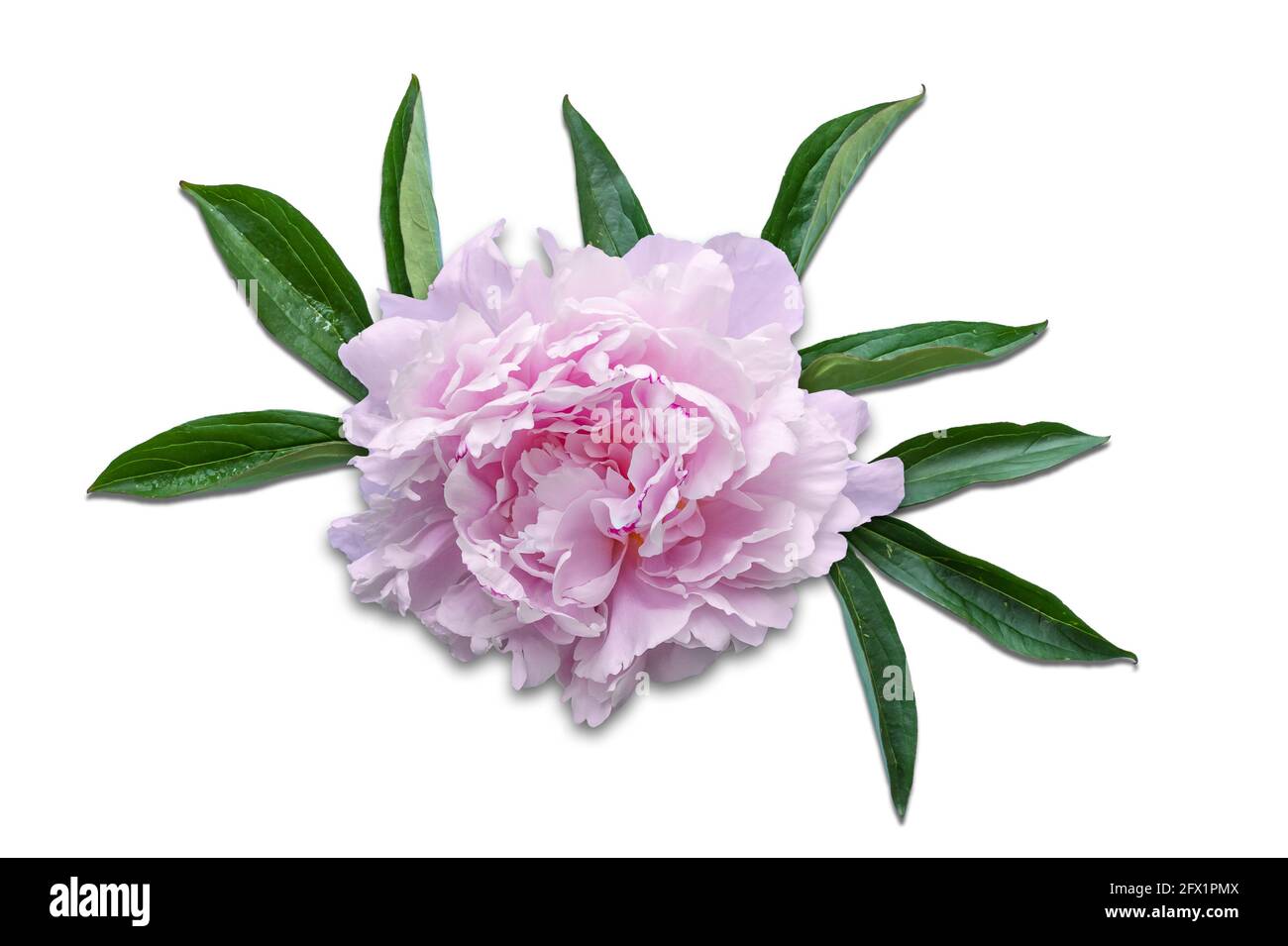 Beautiful pink peony flower and leaves isolated on white. Stock Photo