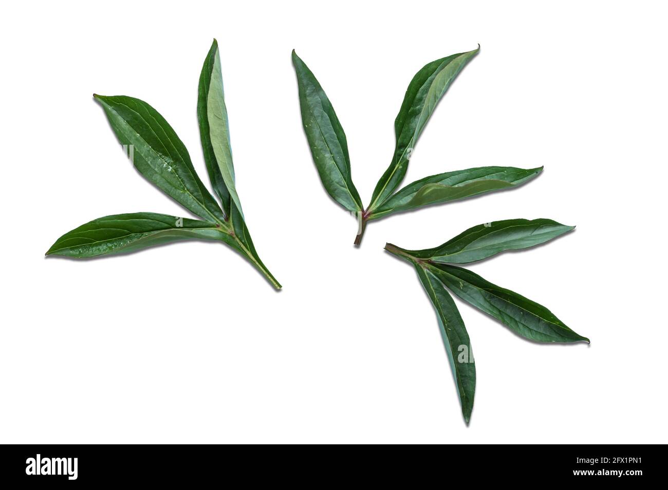 Peony leaves isolated on white. Stock Photo
