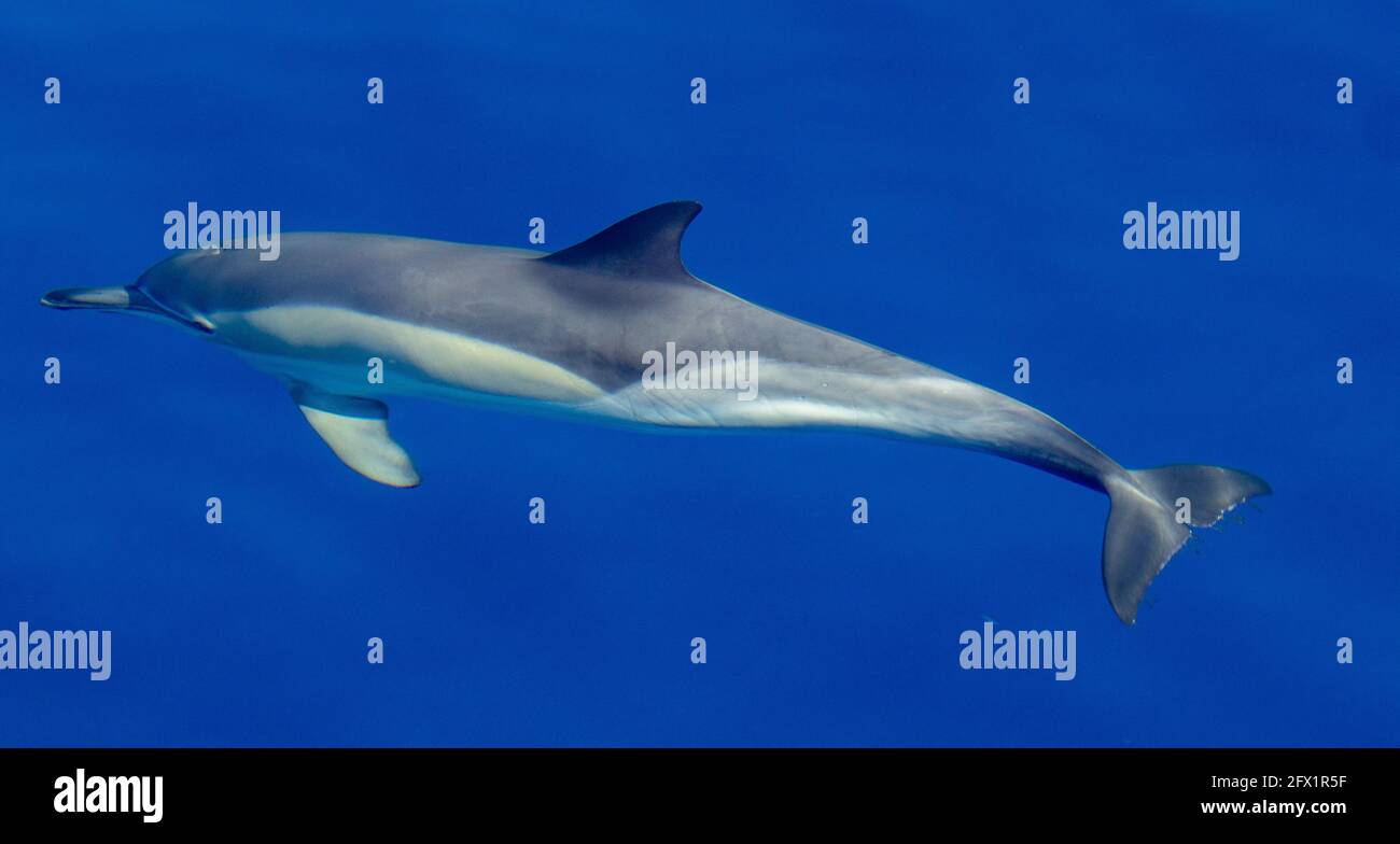 Common dolphins, underwater, splashing, marine and wildlife. Azores travel destination. Stock Photo