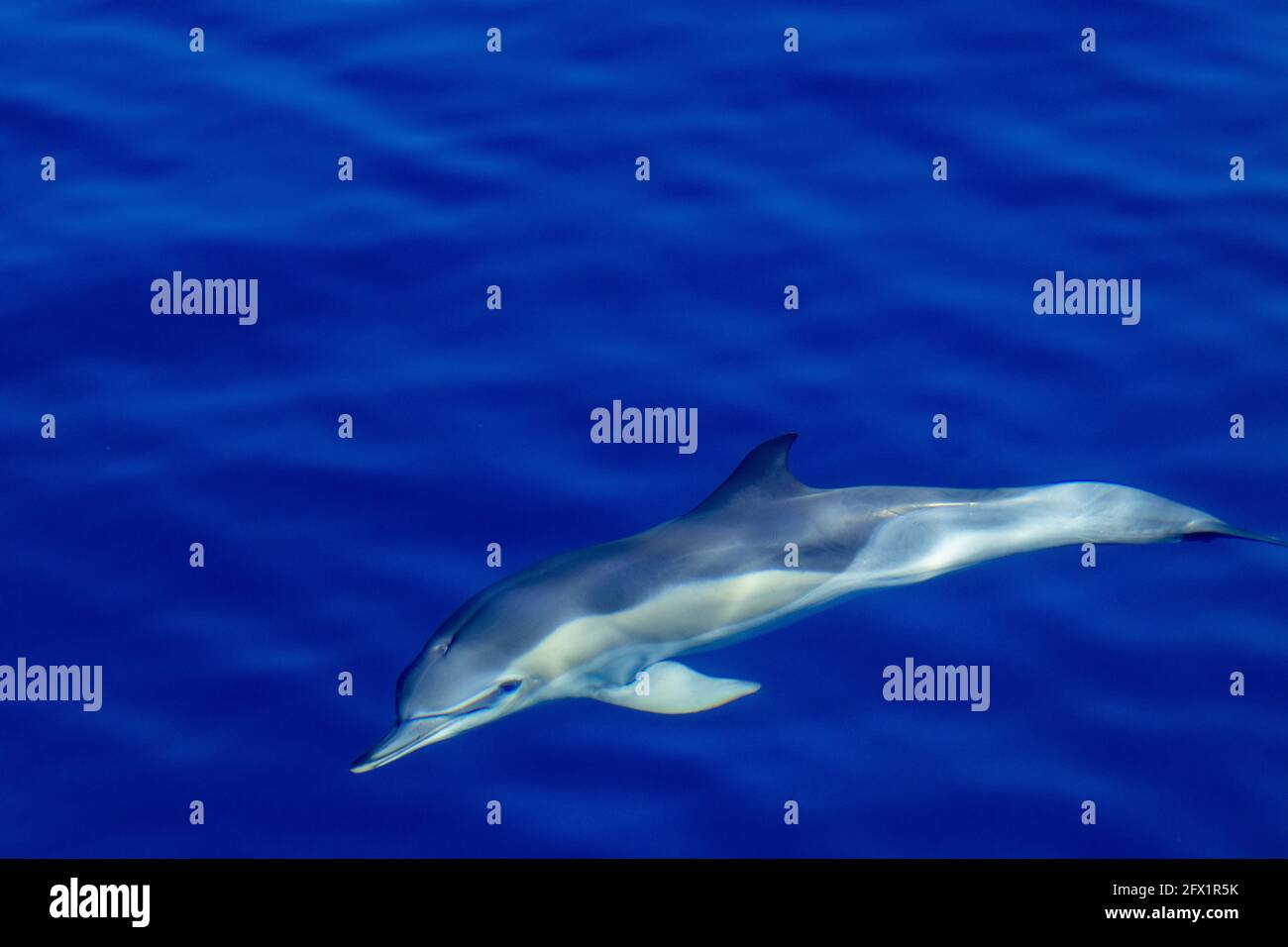Common dolphins, underwater, splashing, marine and wildlife. Azores travel destination. Stock Photo