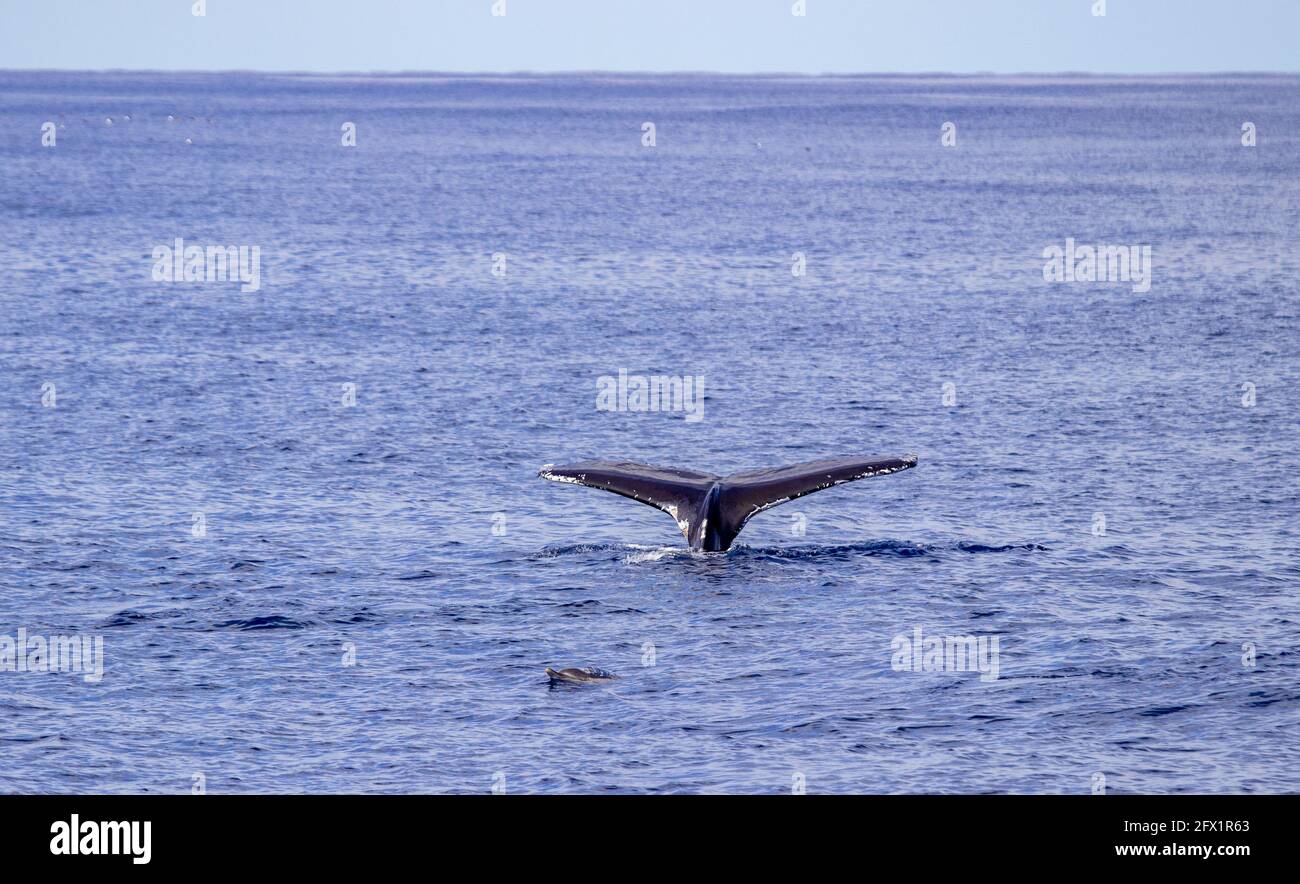 Dolphins with Humpback whale, on the surface of the water. Whale watching at Azores islands. Stock Photo