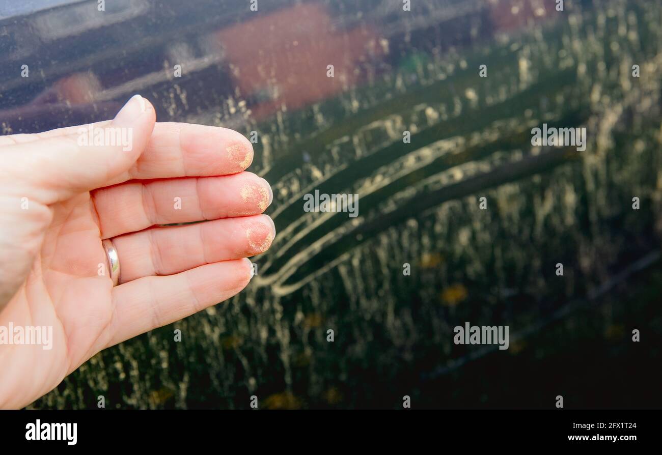 Person hand showing yellow pollen grains pulled from car. Trees and flowers pollen covering car exterior in spring, witch can damage your car's paint Stock Photo