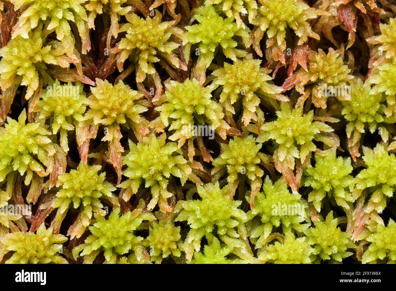 Small red peat moss growth (Sphagnum capillifolium) Stock Photo