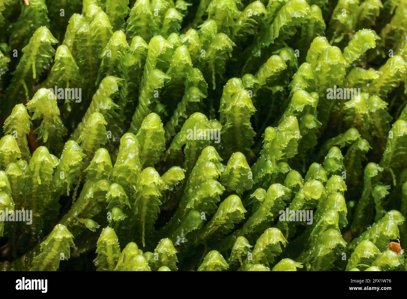 Greater whipwort (Bazzania trilobata) Stock Photo