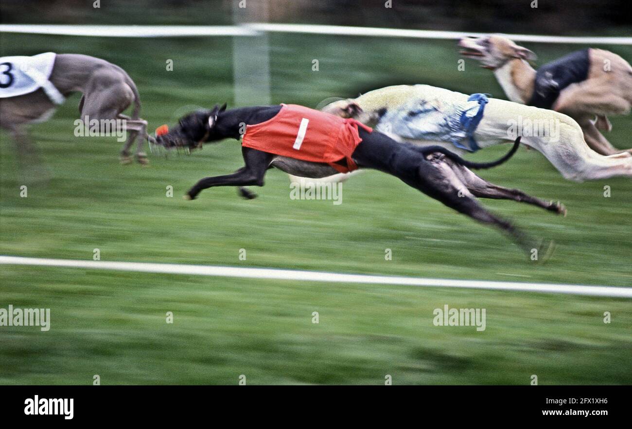 Whippet Racing at Andover Whippet Racing Club 1980 Stock Photo