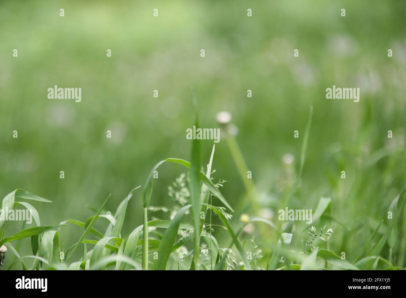 Growth grass field nature hi-res stock photography and images - Alamy