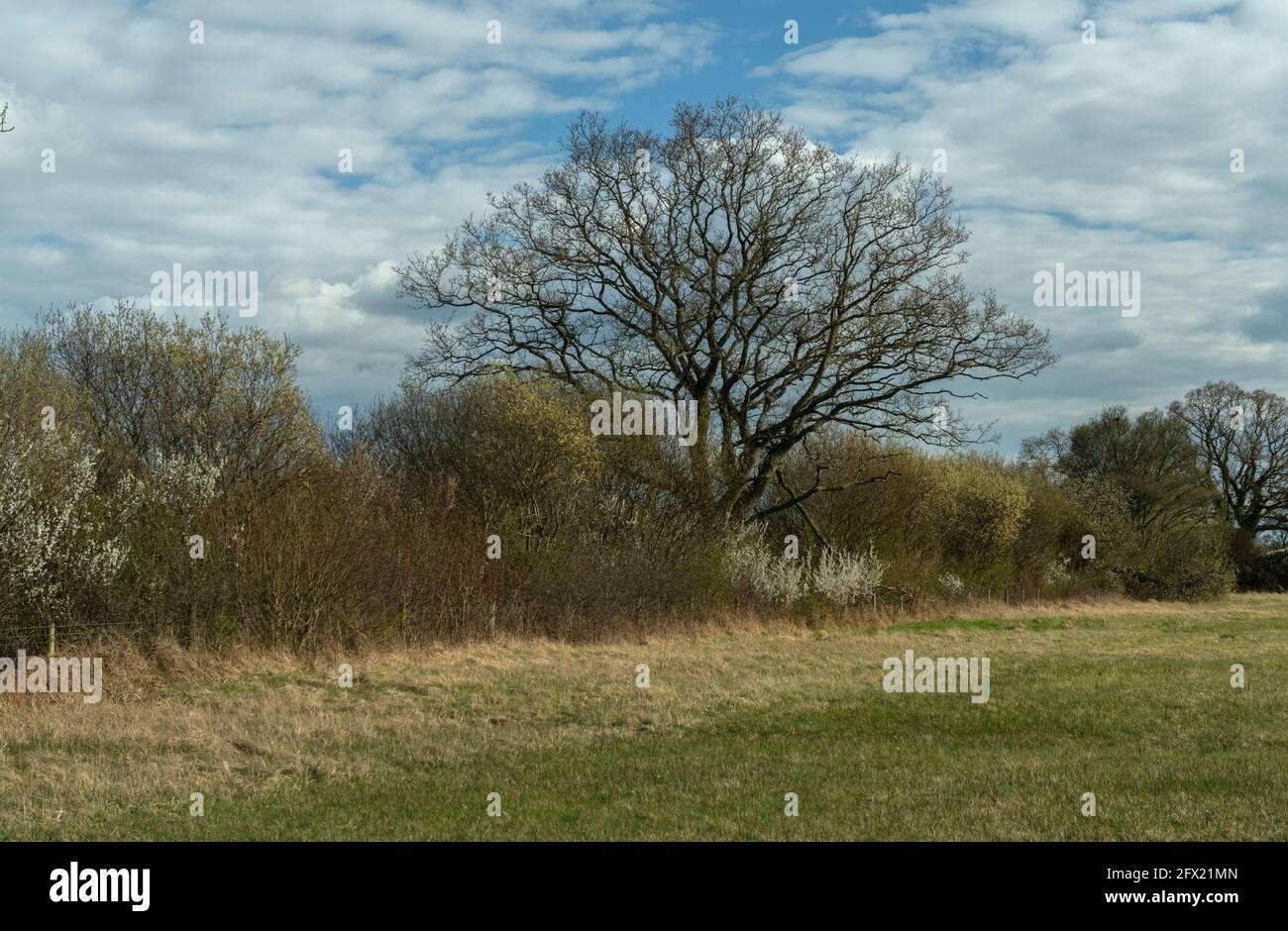 Clattinger Farm, Wiltshire. Ancient grassland with mixed hedge and oak trees in spring. Stock Photo