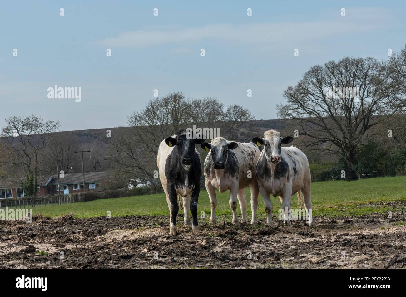Young cattle trampling pasture - Mousetail, Myosurus minimus, site. New Forest. Stock Photo