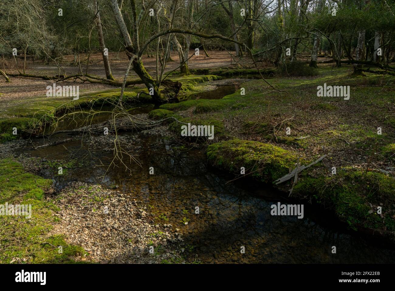 Beautiful unspoilt river headwaters - the Dockens Water in Anses Wood, New Forest, Hampshire. Stock Photo