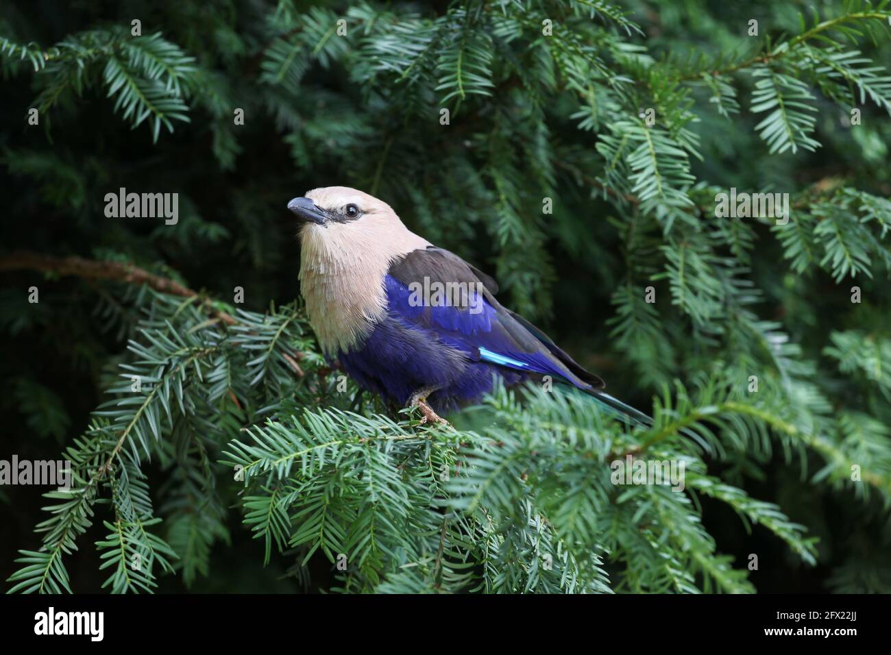 A blue-bellied roller in a tree Stock Photo