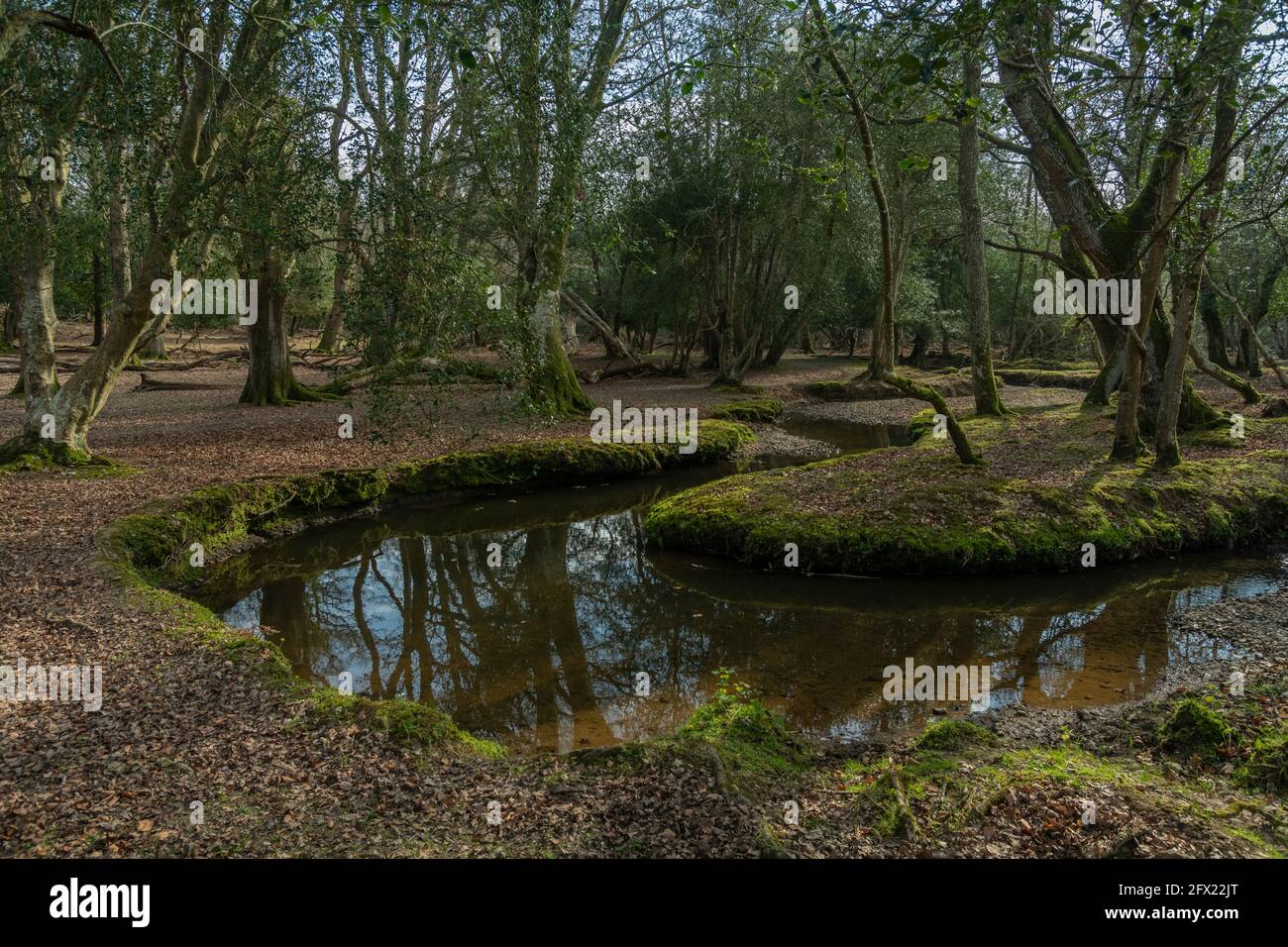 Beautiful unspoilt river headwaters - the Dockens Water in Anses Wood, New Forest, Hampshire. Stock Photo