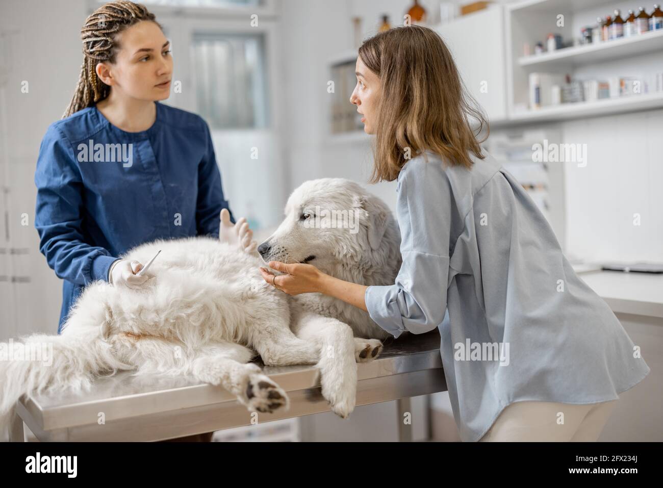 Veterinarian and worried pet owner discusses the dog's temperature after measurement while patient lying on vet table in clinic. Treatment and pet care. Stock Photo