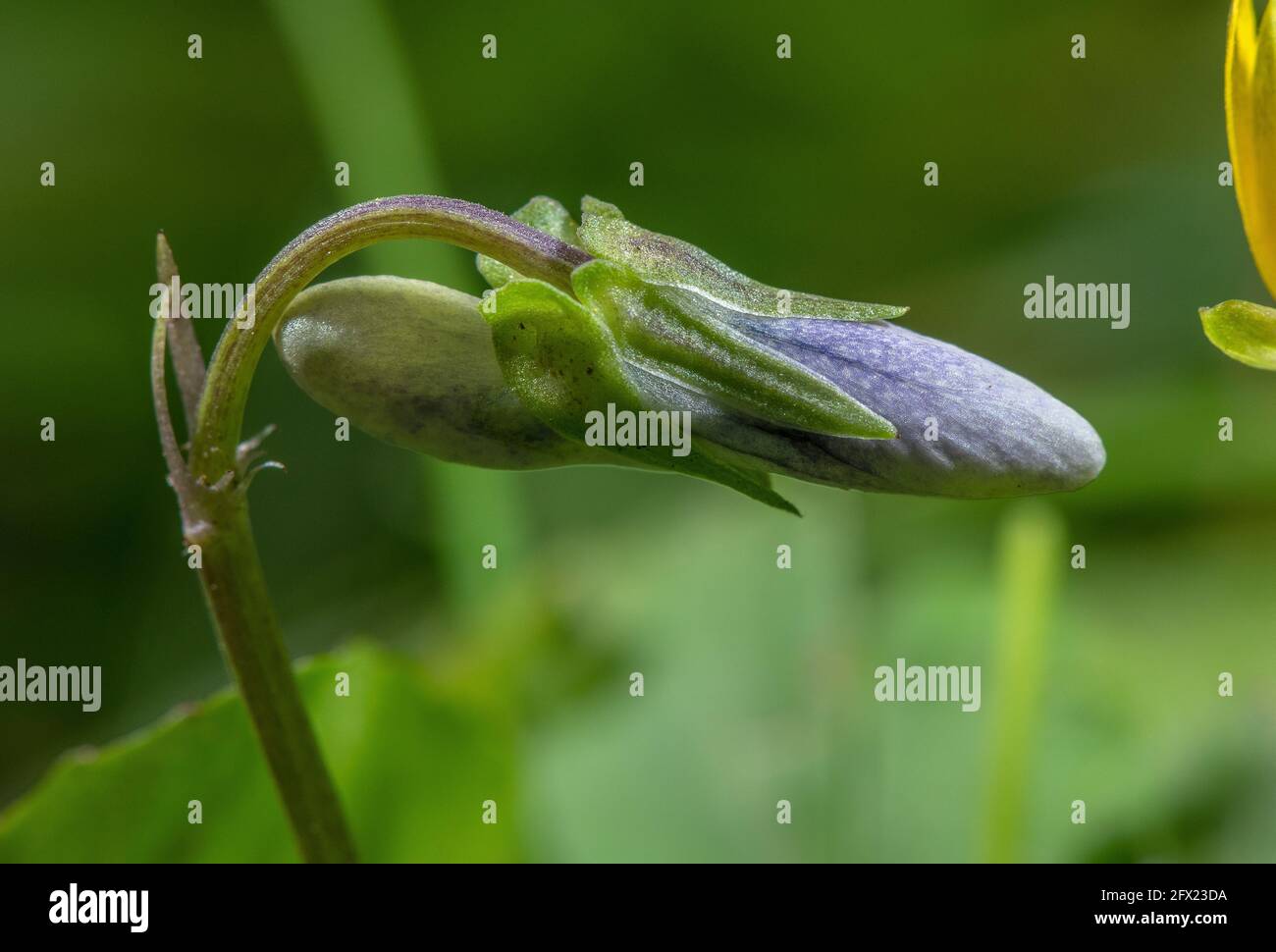 Common dog-violet, Viola riviniana bud showing spur, calyx and appendages. Stock Photo