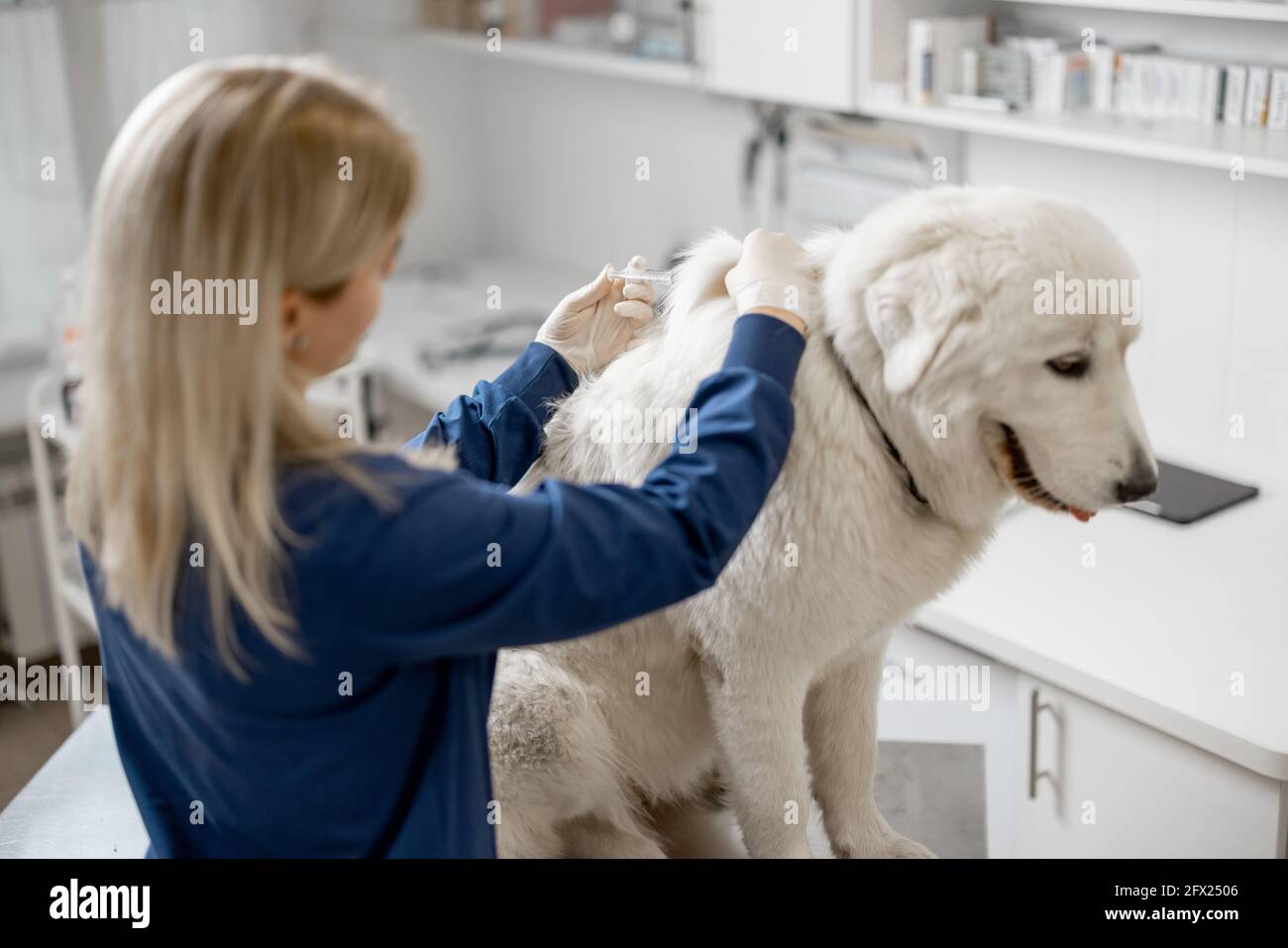 Veterinarian make injection of vaccine at withers of calm big white dog in  clinic. Treatment and pet care. Annual vaccination against known diseases.  Visit a doctor Stock Photo - Alamy