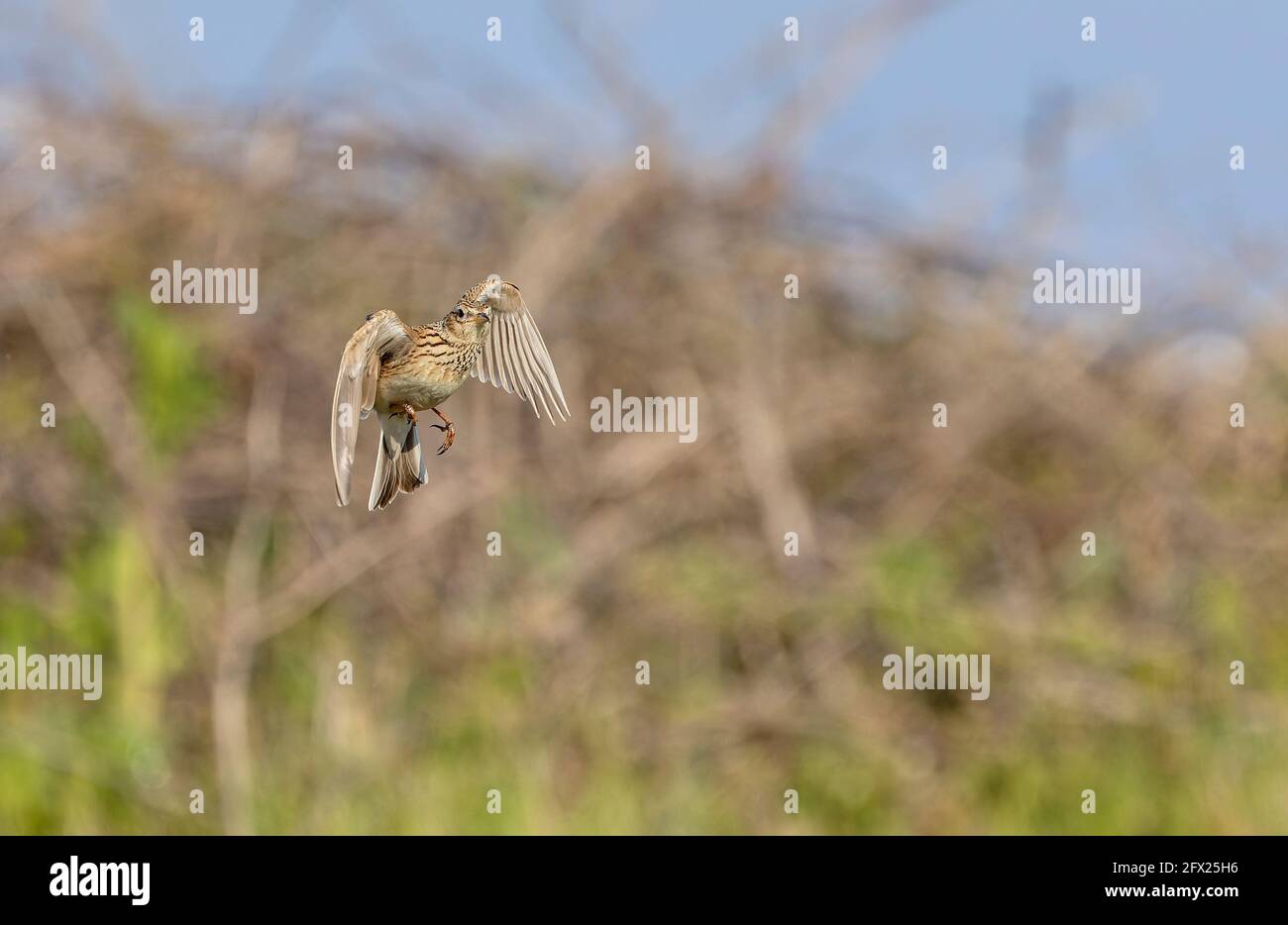 Skylark, Alauda arvensis, in flight over grassland breeding area. Dorset. Stock Photo