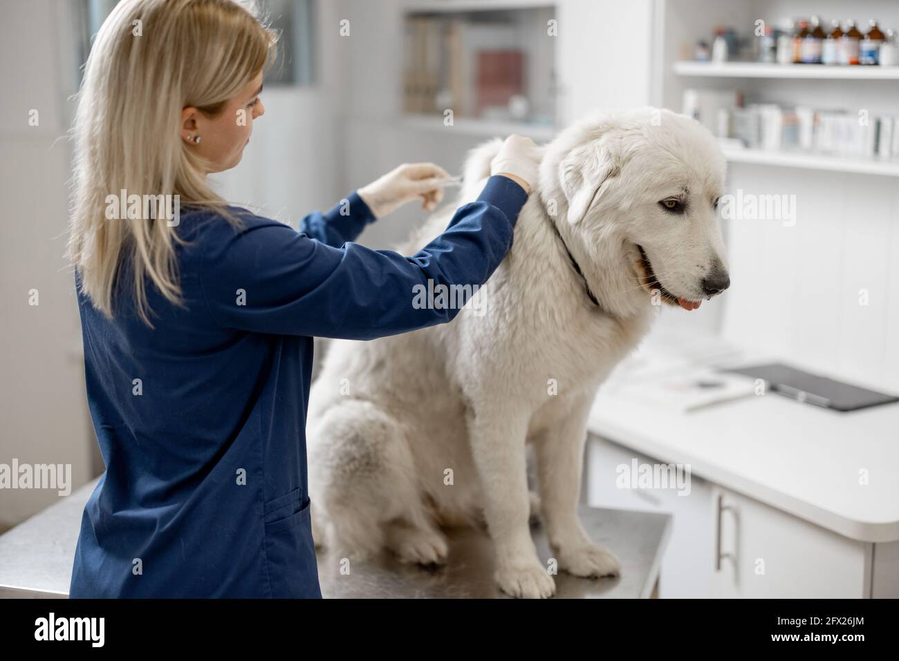 How Much Are Dogs Annual Injections
