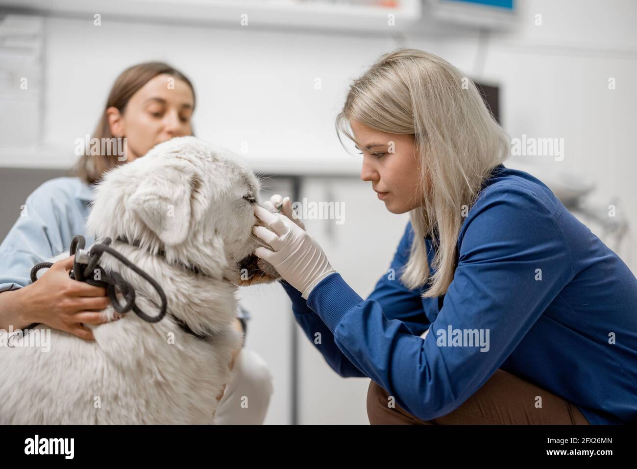 Female doctor removes the tick from the dog's snout in veterinarian clinic. Pet care. Stock Photo