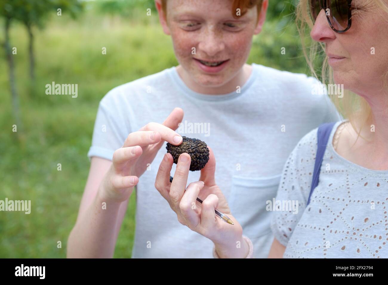 Examining a black truffle that has just been dug from the forest in Buzet, Croatia. Stock Photo