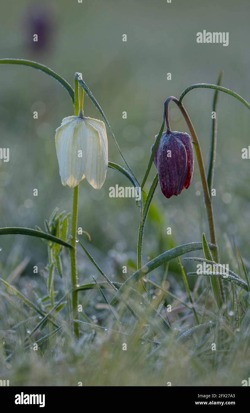 Snake's-head fritillary or fritillary, Fritillaria meleagris, flowering in flood-plain grassland, Wiltshire. Stock Photo