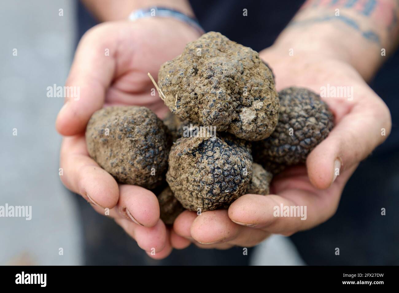 A handful of Black Truffles found whilst hunting with dogs in Buzet, Croatia. Stock Photo