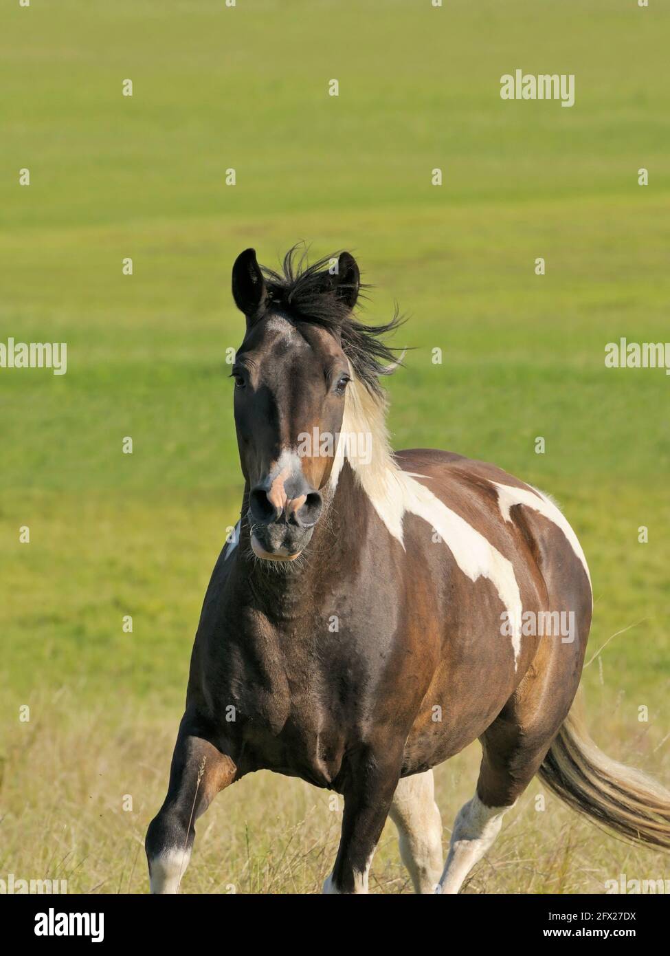Lewitz pony in the field Stock Photo