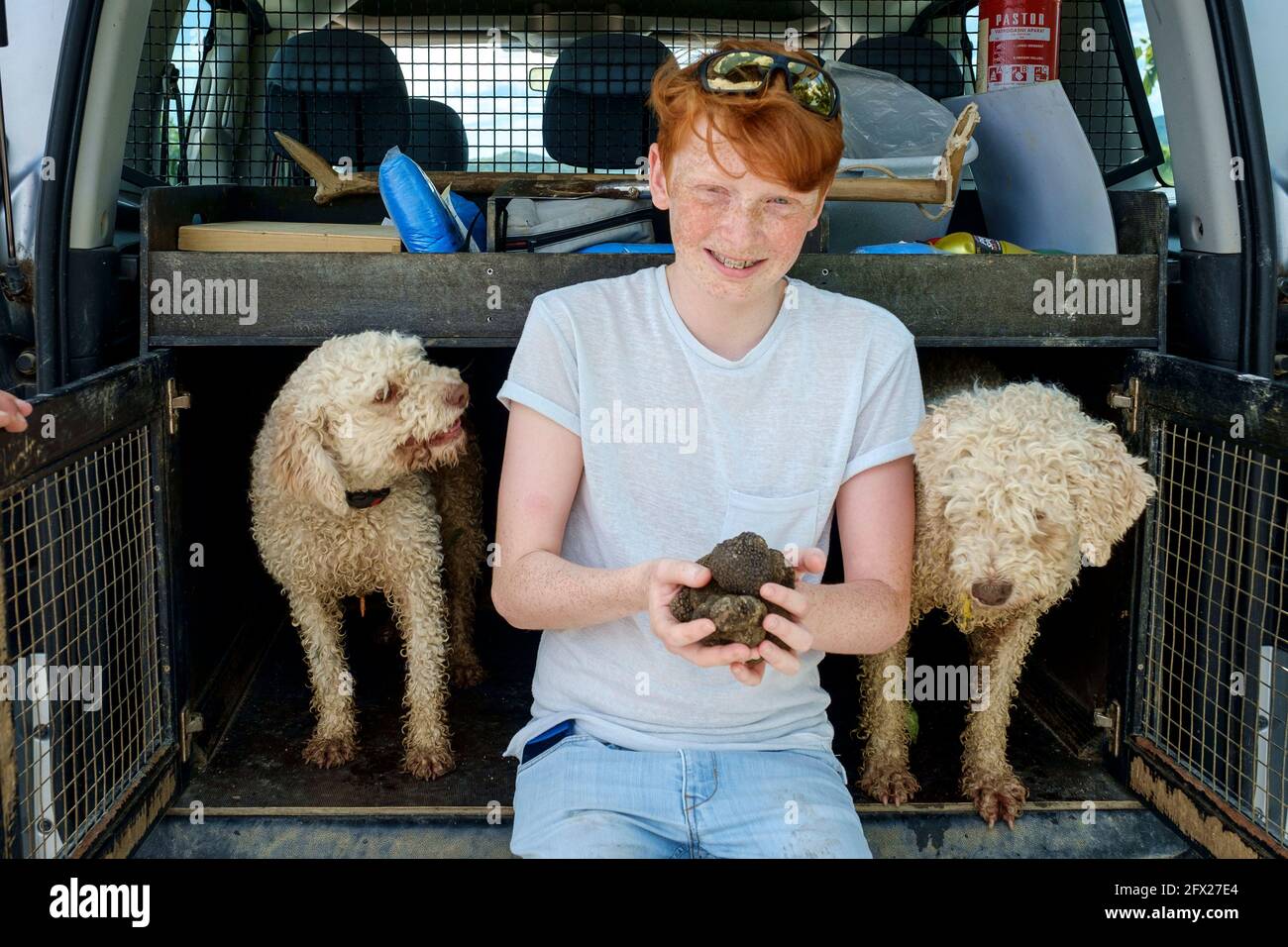 A young boy sat holding a handful of black truffles with two Water dogs trained to sniff out Truffles. Buzet Croatia. Stock Photo