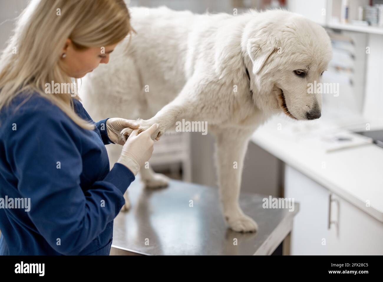 How Much Is A Dog Vet Check Up