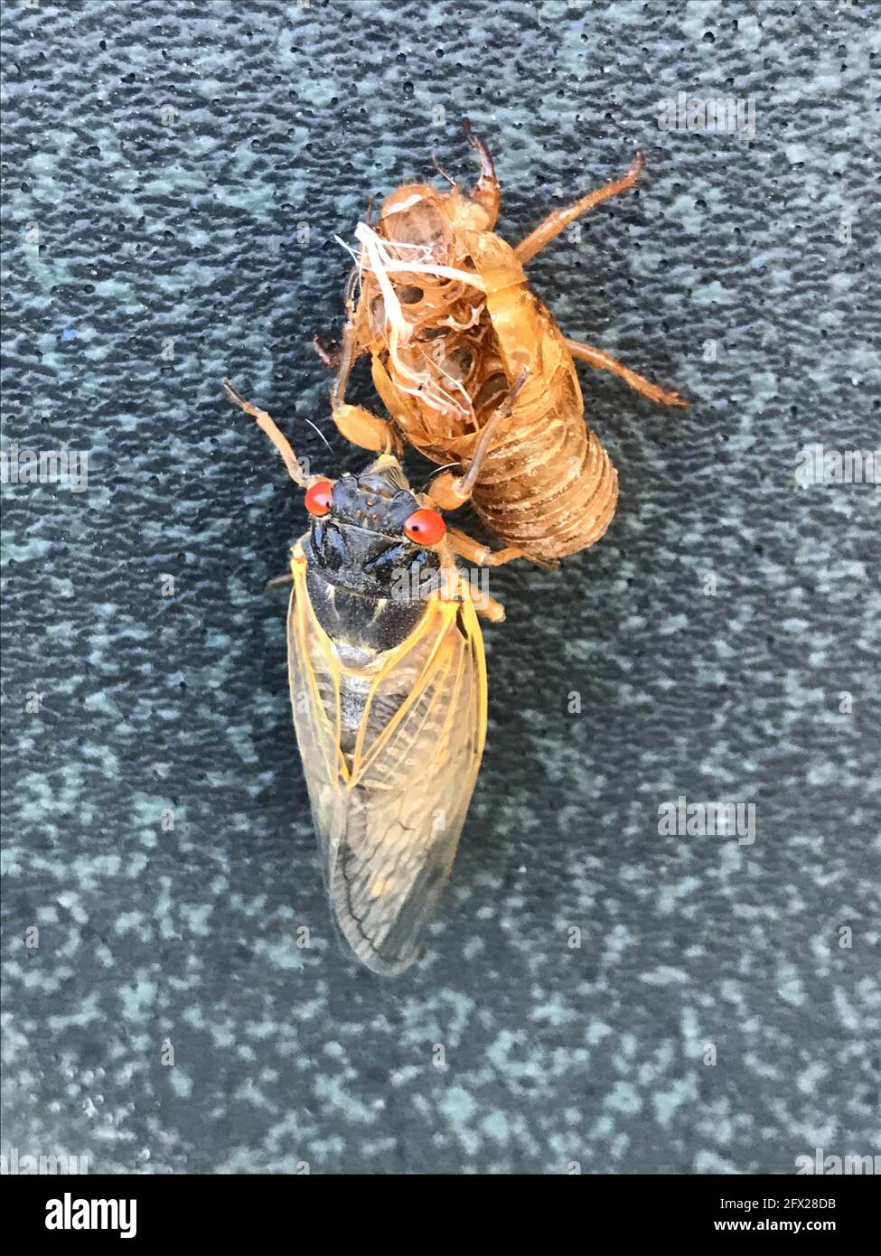 Bethesda, USA. 19th May, 2021. This image shows a molting Brut X cicada in Bethesda, near Washington. Loud cicadas of a species that appears only once every 17 years have led to increased emergency calls to authorities in Union County in the US state of Georgia. Credit: Cordula Berghahn/dpa/Alamy Live News Stock Photo