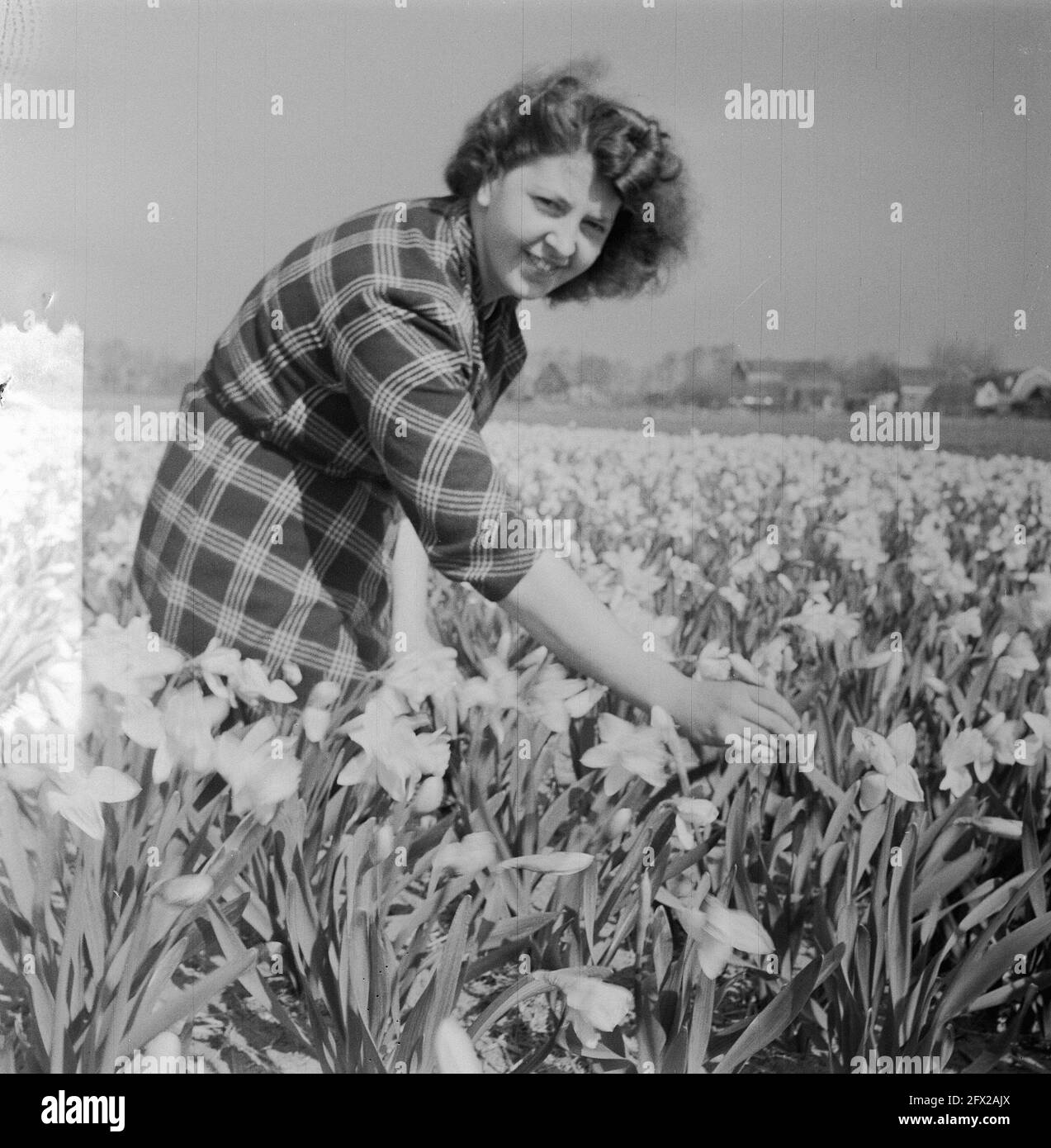 Lisse. The first daffodil field, March 26, 1953, The Netherlands, 20th century press agency photo, news to remember, documentary, historic photography 1945-1990, visual stories, human history of the Twentieth Century, capturing moments in time Stock Photo