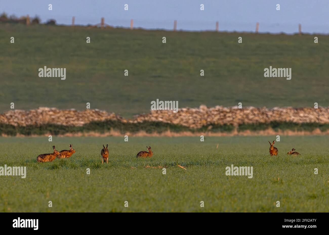 Group of Brown hares, Lepus europaeus, interacting in arable field, in the breeding season in April. Dorset. Stock Photo