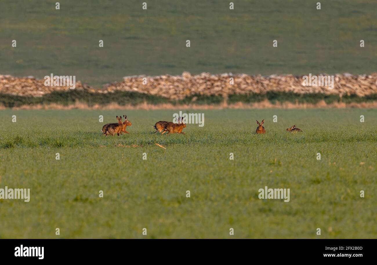 Group of Brown hares, Lepus europaeus, interacting in arable field, in the breeding season in April. Dorset. Stock Photo