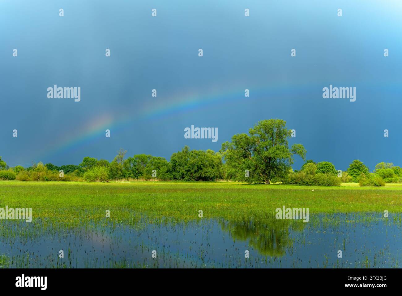 Rainbow over a flooded meadow in rainy weather in spring. France, Alsace. Stock Photo