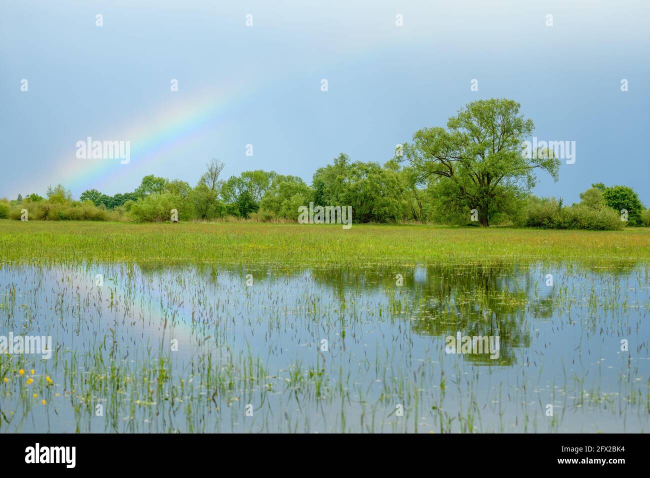 Rainbow over a flooded meadow in rainy weather in spring. France, Alsace. Stock Photo