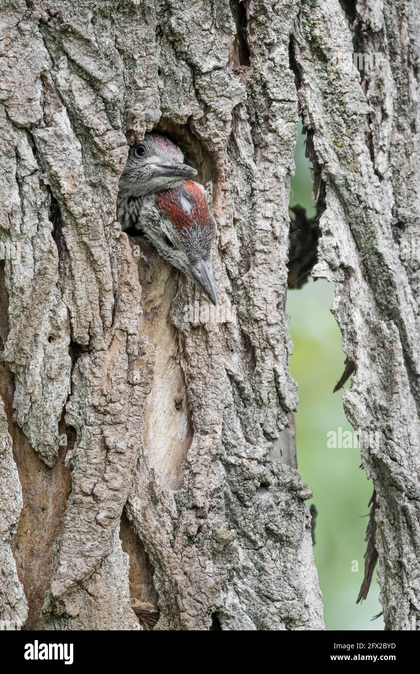 Brothers on nest, portrait of young European green woodpeckers (Picus virdis) Stock Photo