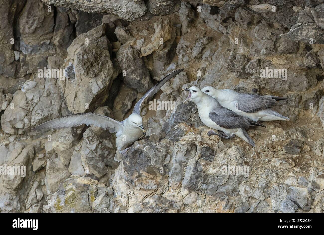 Pair of Fulmar, Fulmarus glacialis, with intruder, at breeding site on the Dorset coast. Stock Photo