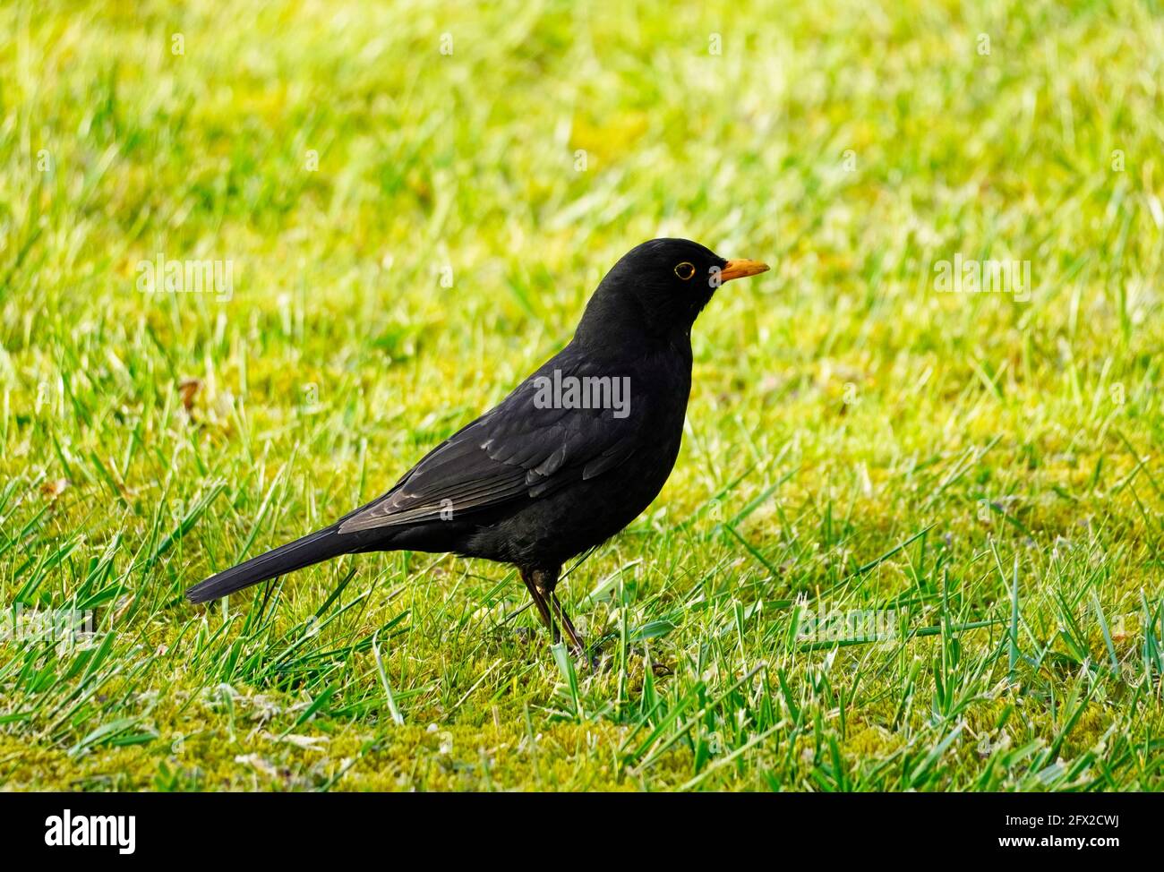 Black bird orange beak hires stock photography and images Alamy
