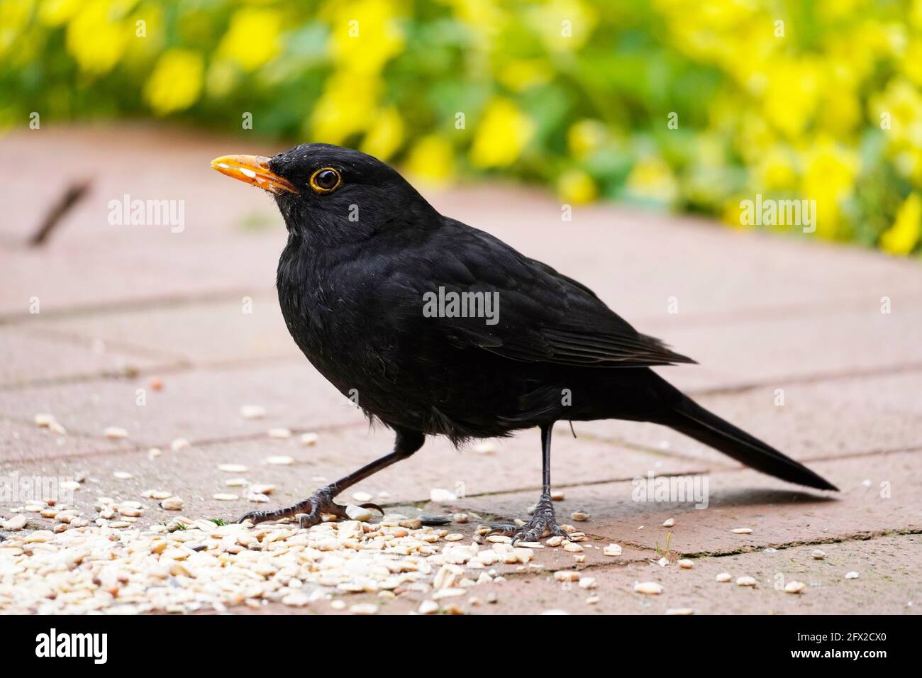 Blackbird on the terrace in the garden in close-up. Bird with black plumage and orange beak. Turdus merula. Stock Photo
