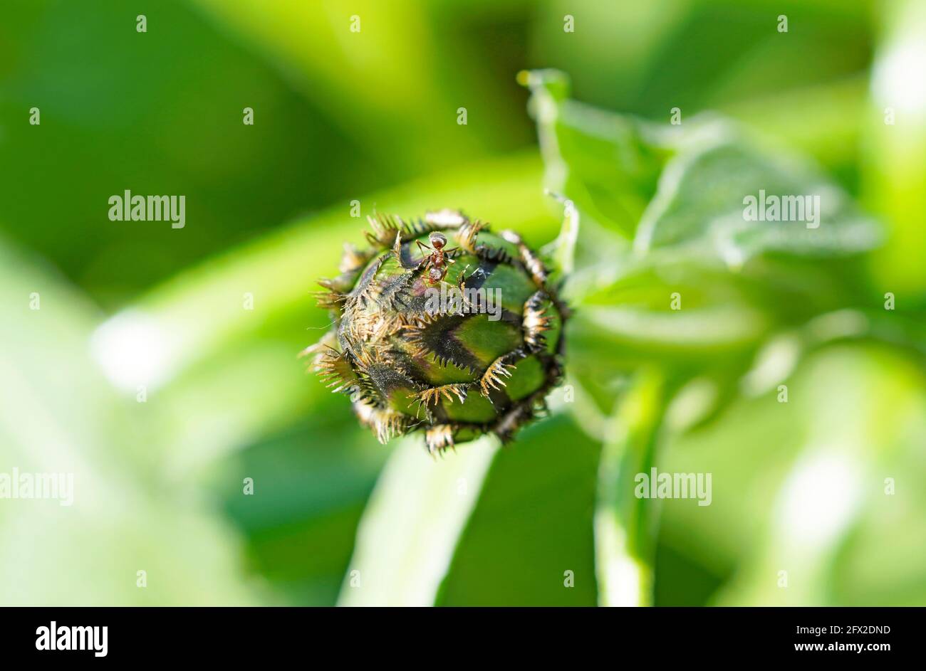 Closed flower of the mountain knapweed, Centaurea montana. Close up of the bud of a plant in the garden. Stock Photo