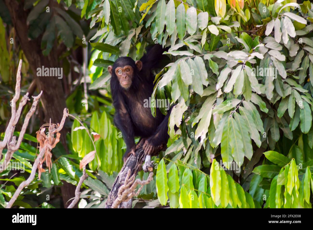 Africa, Gambia, Gambia National Park, Ngogo Chimpanzee Project. A young adolescent male chimpanzee rests in a tree. Stock Photo